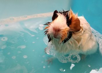 Close-Up Shot of a Guinea Pig Having a Bath
