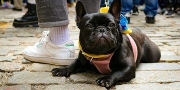 Black French Bulldog Lying Down on Ground