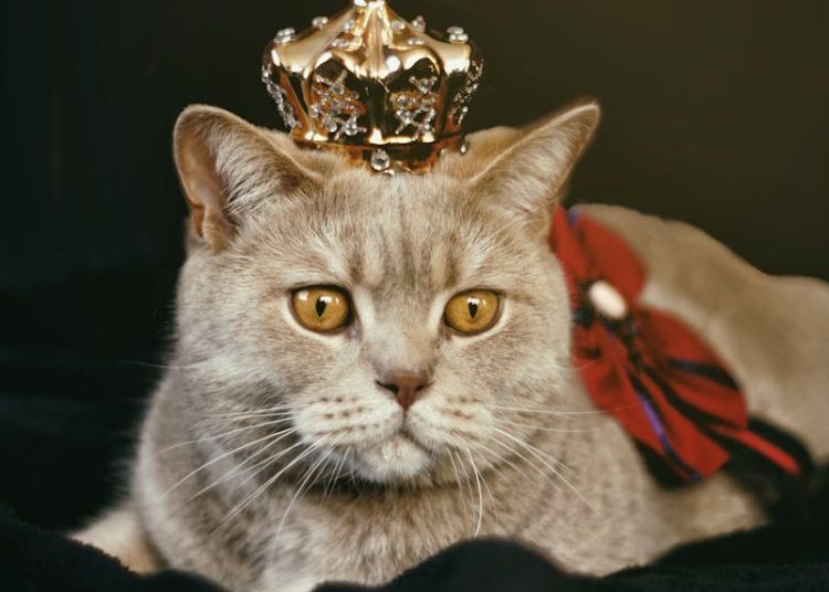 Beige Cat With Gold-colored Crown