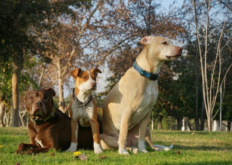 Dogs on Green Grass Field