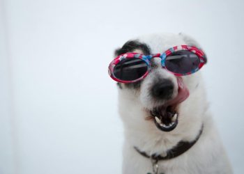 Close-Up Photo of Dog Wearing Sunglasses