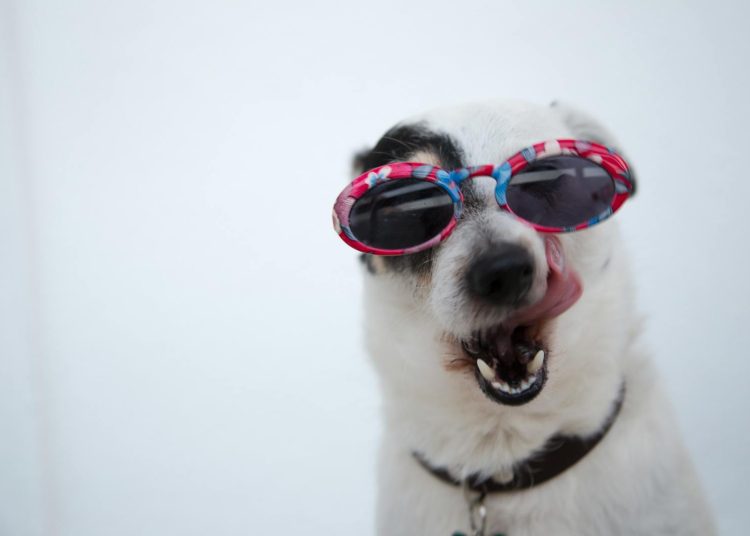 Close-Up Photo of Dog Wearing Sunglasses