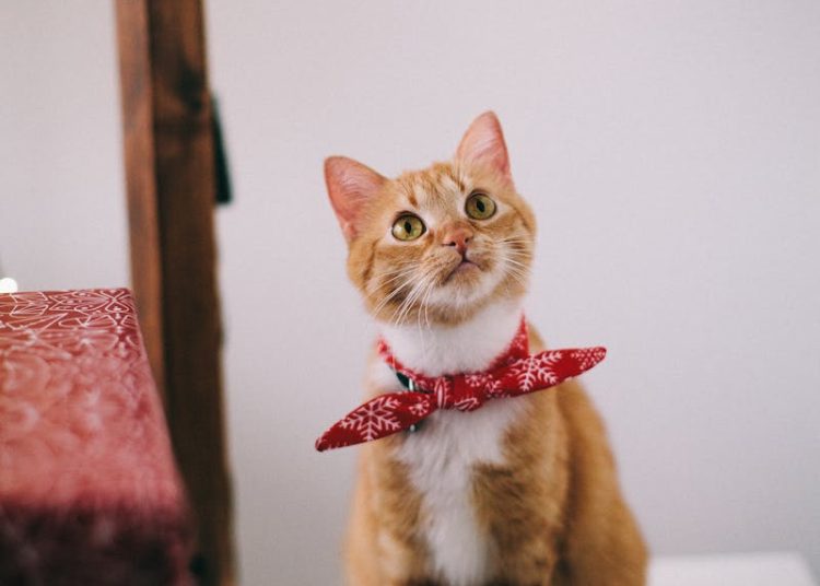 Photo of Orange Tabby Cat With Red Handkerchief