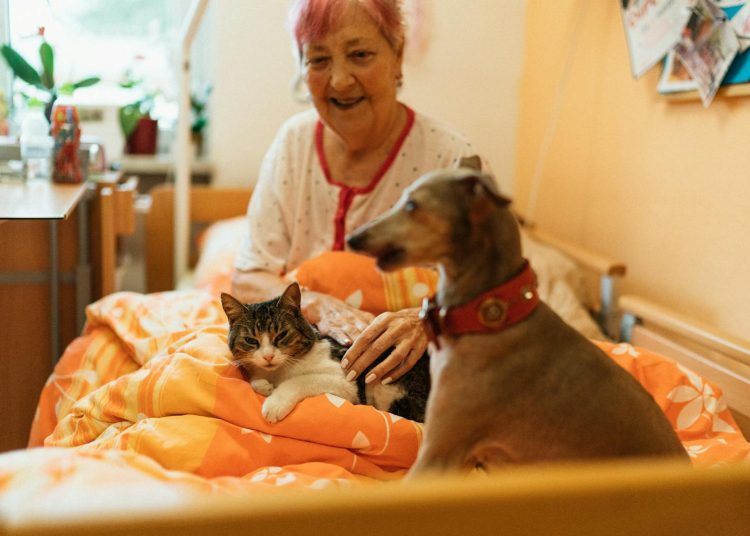 Seniorka si hladí kočičku na svém lůžku při zooterapii