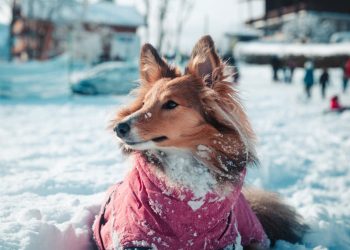 A dog wearing a pink coat in the snow