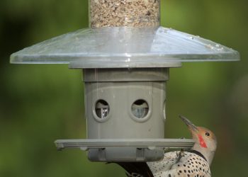 AI-Powered Pet Care: What You Need to Know