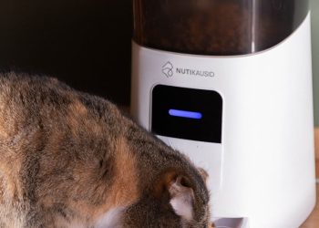 Cat Eating from Automatic Feeder