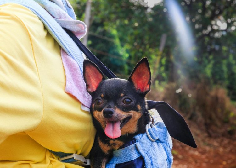 Black and Tan Chihuahua