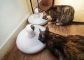 Automatic dry food feeders with webcam domestic cats