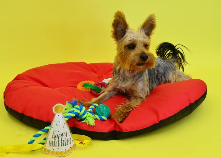 Free stock photo of celebration, dog, lying dog