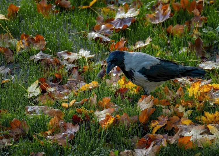 Hooded Crow Foraging in Autumn Leaves