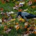 Hooded Crow Foraging in Autumn Leaves
