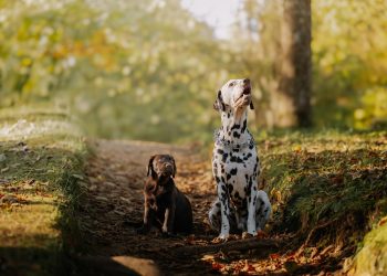 Two Dogs Enjoying a Sunny Autumn Day