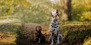 Two Dogs Enjoying a Sunny Autumn Day