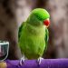 Vibrant Green Parrot Perched on a Purple Branch