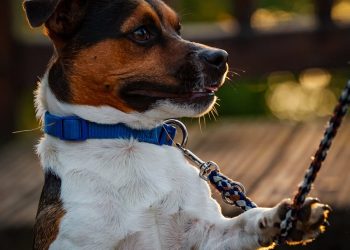 Jack Russell Terrier Sitting For Training