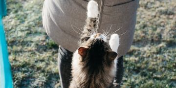 Black and White Bicolor Cat