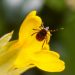 Macro Photography of Insect in Yellow Flower