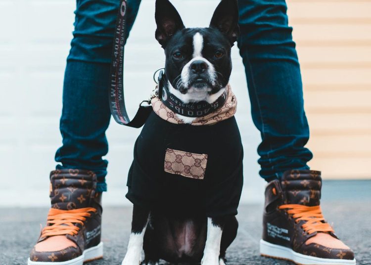 Black and White French Bulldog Puppy
