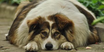 fat dog, overweight dog, outdoors