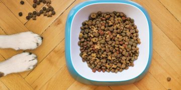 Overhead Shot of Dog Food in a White and Blue Bowl
