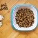 Overhead Shot of Dog Food in a White and Blue Bowl