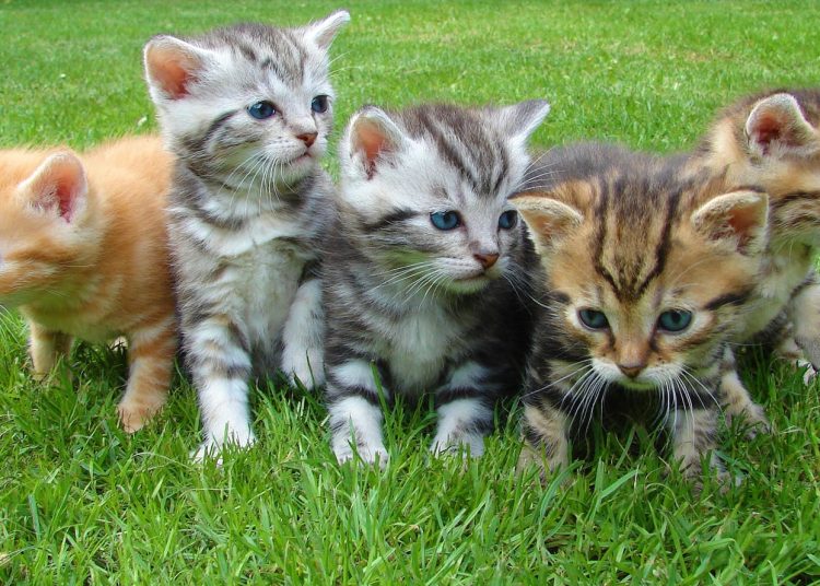 Assorted Color Kittens