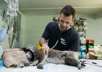 Veterinarian Checking a Koala
