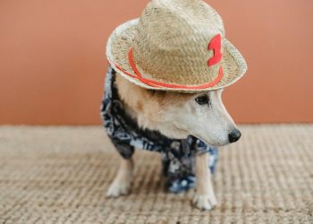 Cute dog standing on carpet at home