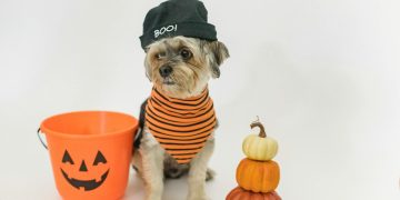 Small dog sitting in light studio