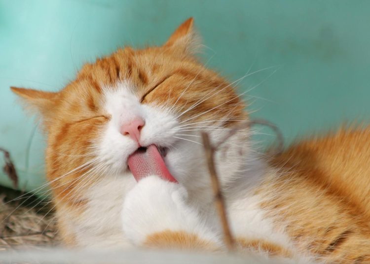 Close-Up Photo of Yellow and White Cat