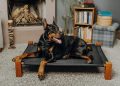 Cute Doberman Dog Lying on Canine Bed in Room