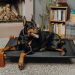 Cute Doberman Dog Lying on Canine Bed in Room