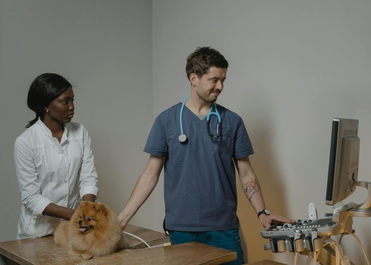 Veterinarian Checking Up the Dog Using an Ultrasound Machine