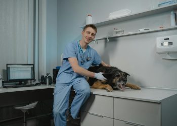 A Veterinarian Sitting Beside a Black Dog Lying on the Table