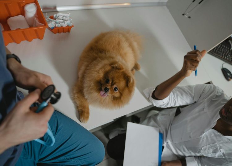 A Pomeranian over the Diagnostic Table Inside a Clinic