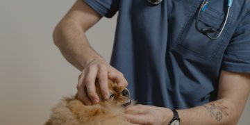 Free stock photo of adult, animal, animal care