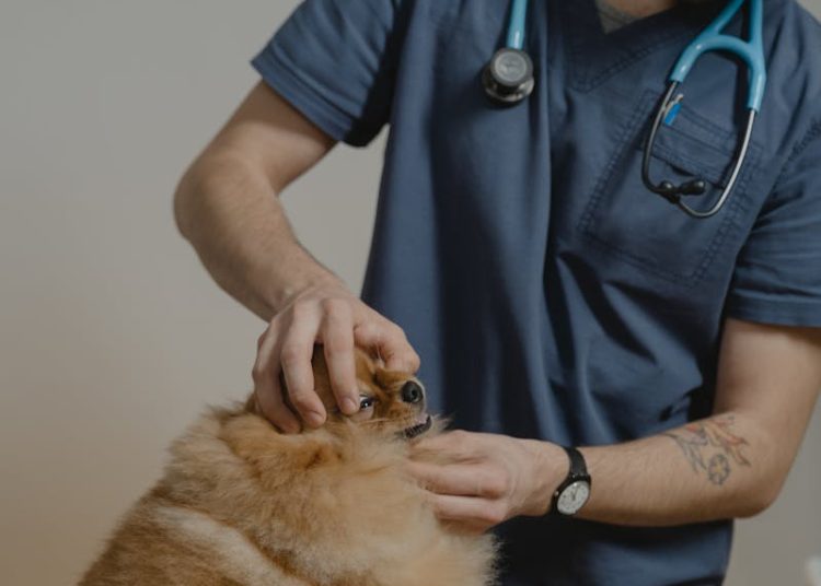 Free stock photo of adult, animal, animal care