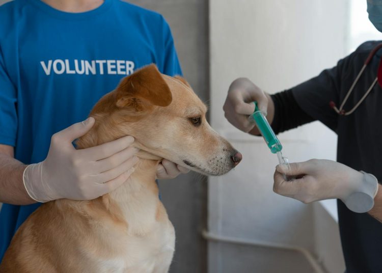 A Veterinarian Vaccinating a Dog