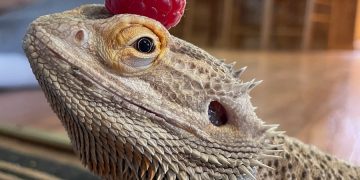 A Lizard with a Raspberry on its Head