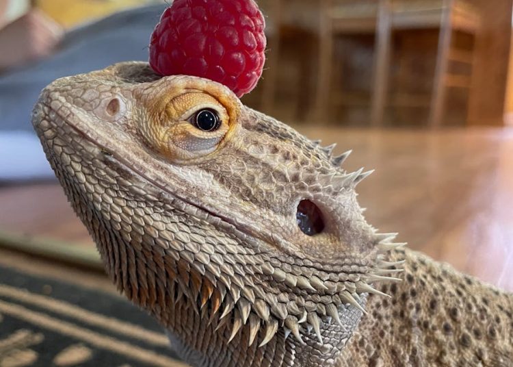 A Lizard with a Raspberry on its Head