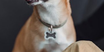A Brown Short-Coated Dog