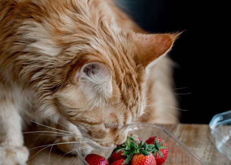 Close up of a Cat with Strawberries
