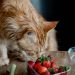 Close up of a Cat with Strawberries