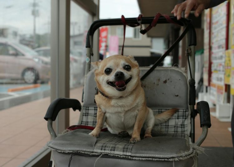 Brown Chihuahua on Stroller