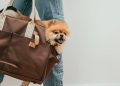 Person Carrying a Brown Pomeranian Puppy Inside a Brown Bag