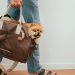 Person Carrying a Brown Pomeranian Puppy Inside a Brown Bag