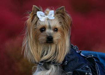 Close-Up Shot of a Yorkshire Terrier