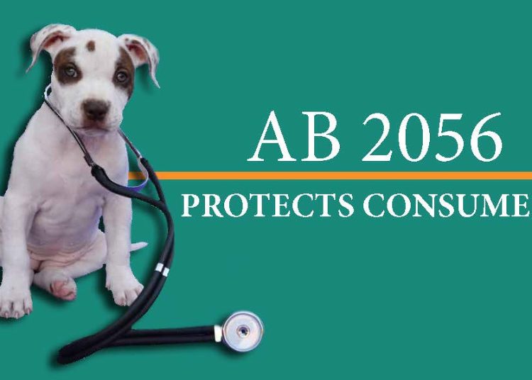 Common Pet Insurance Mistakes and How to Avoid Them